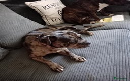 Mixed Breed dogs for sale: Merle girl French x staffy  - Image 1