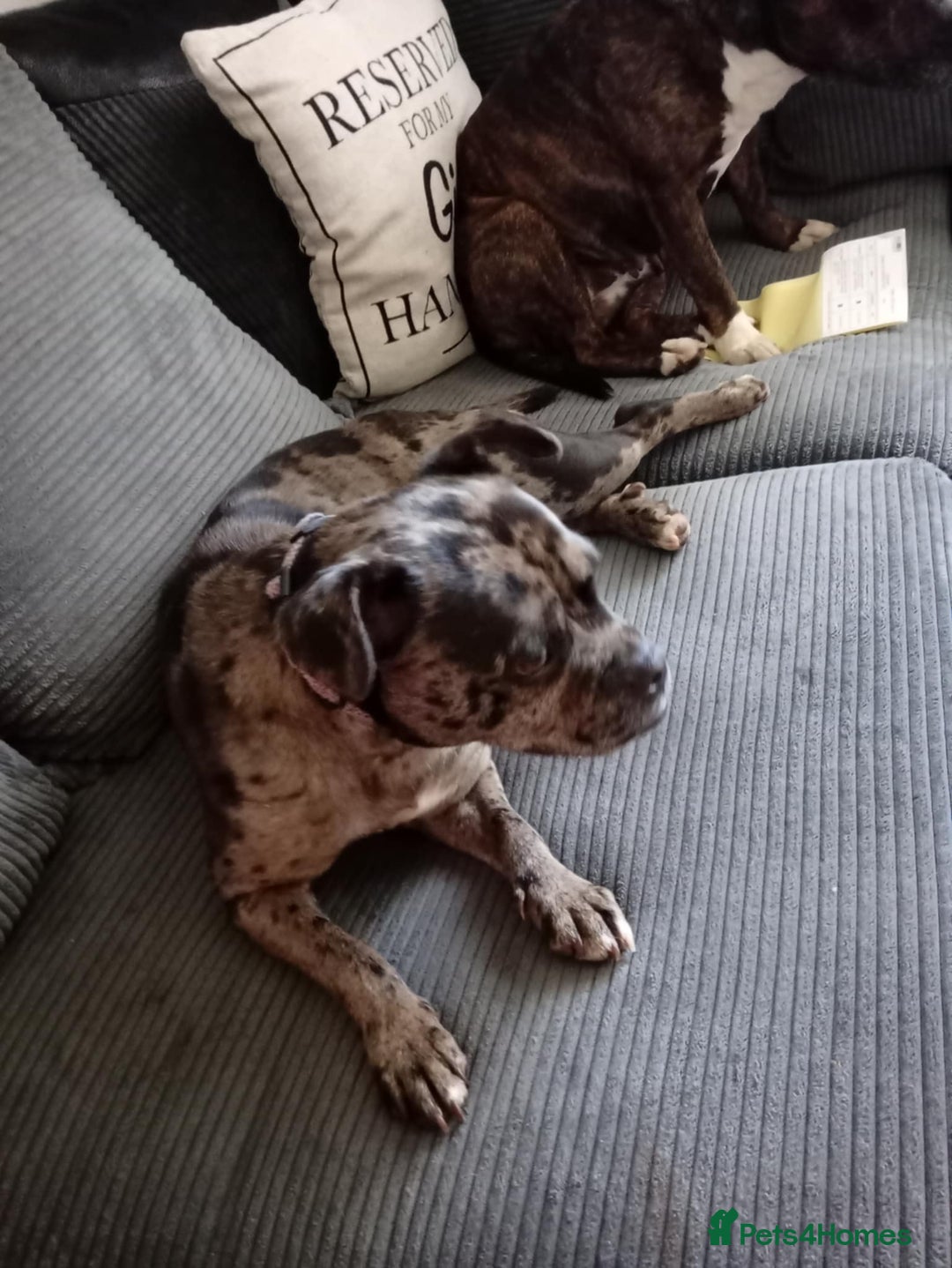 Mixed Breed dogs for sale: Merle girl French x staffy  - Image 1