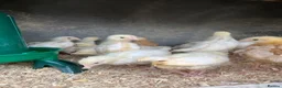 Mixed Breed poultry for sale: Rumpless Arucana Hen Polish, Brahma, silkie chicks - Advert 21