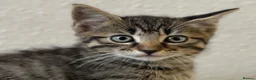 Mixed Breed cats for sale: Gorgeous kittens, 1 grey girl, 2 tabby boys - Advert 10