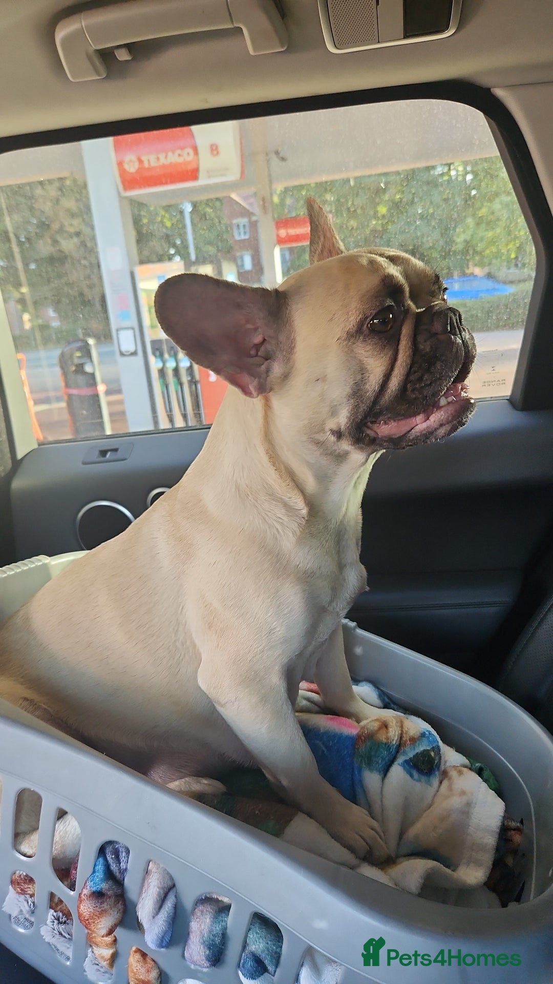 Mixed Breed dogs for sale: Minibulls/frenchlish puppies for sale  - Image 9
