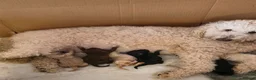 Cockapoo dogs for sale: F1BB Standard poodle x toy cockapoo puppies  - Advert 3