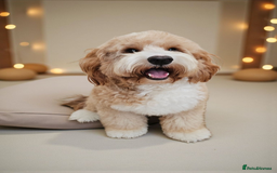 Labrador Retriever dogs for stud: Hip0/0 Elbow 0/0 Australian Labradoodle  - Advert 3