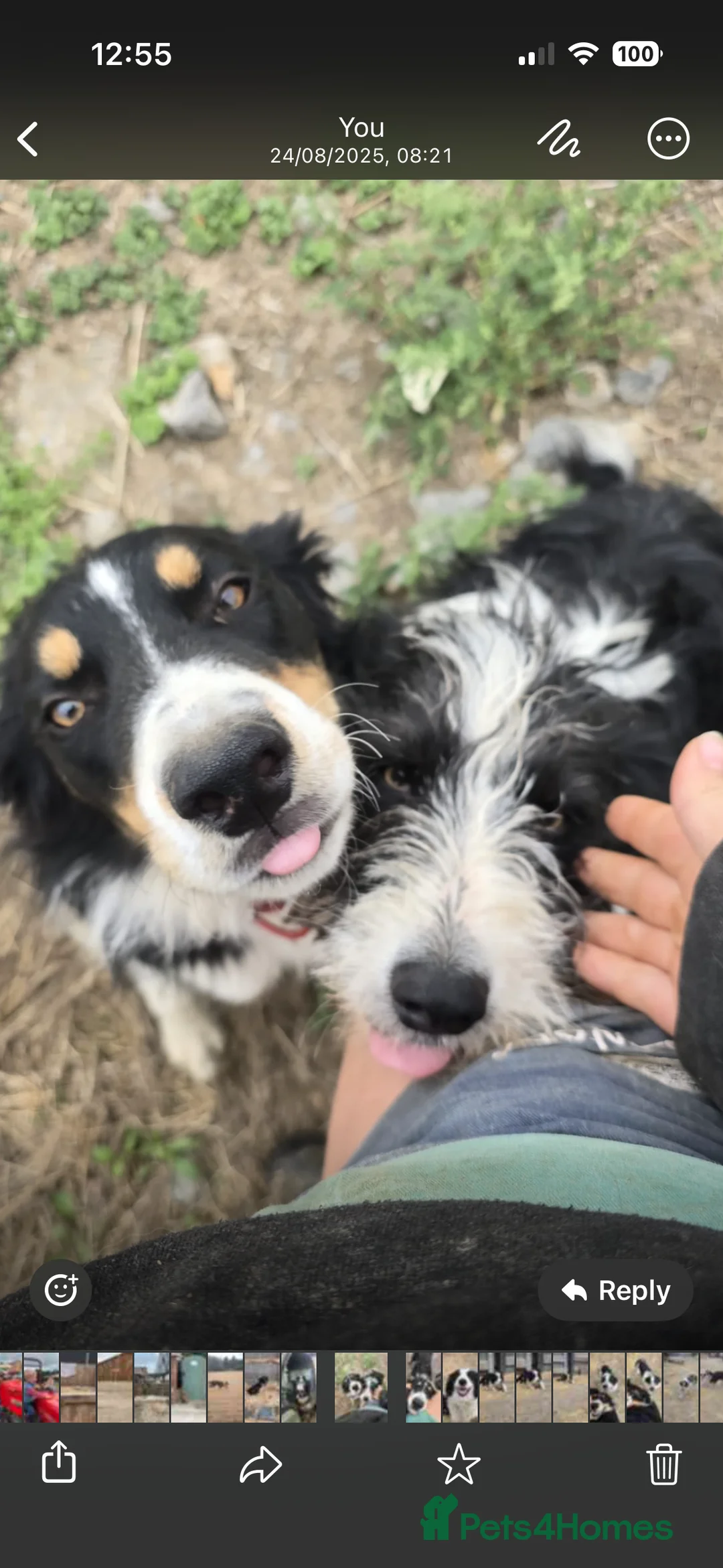 Mixed Breed dogs for sale: Beautiful, Bearded Collie x Border Collie pups.  - Advert 12