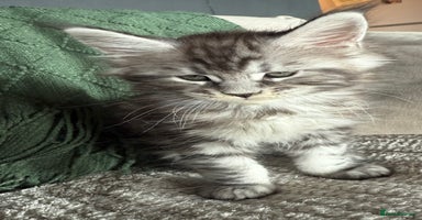 Maine Coon cats - Advert 13