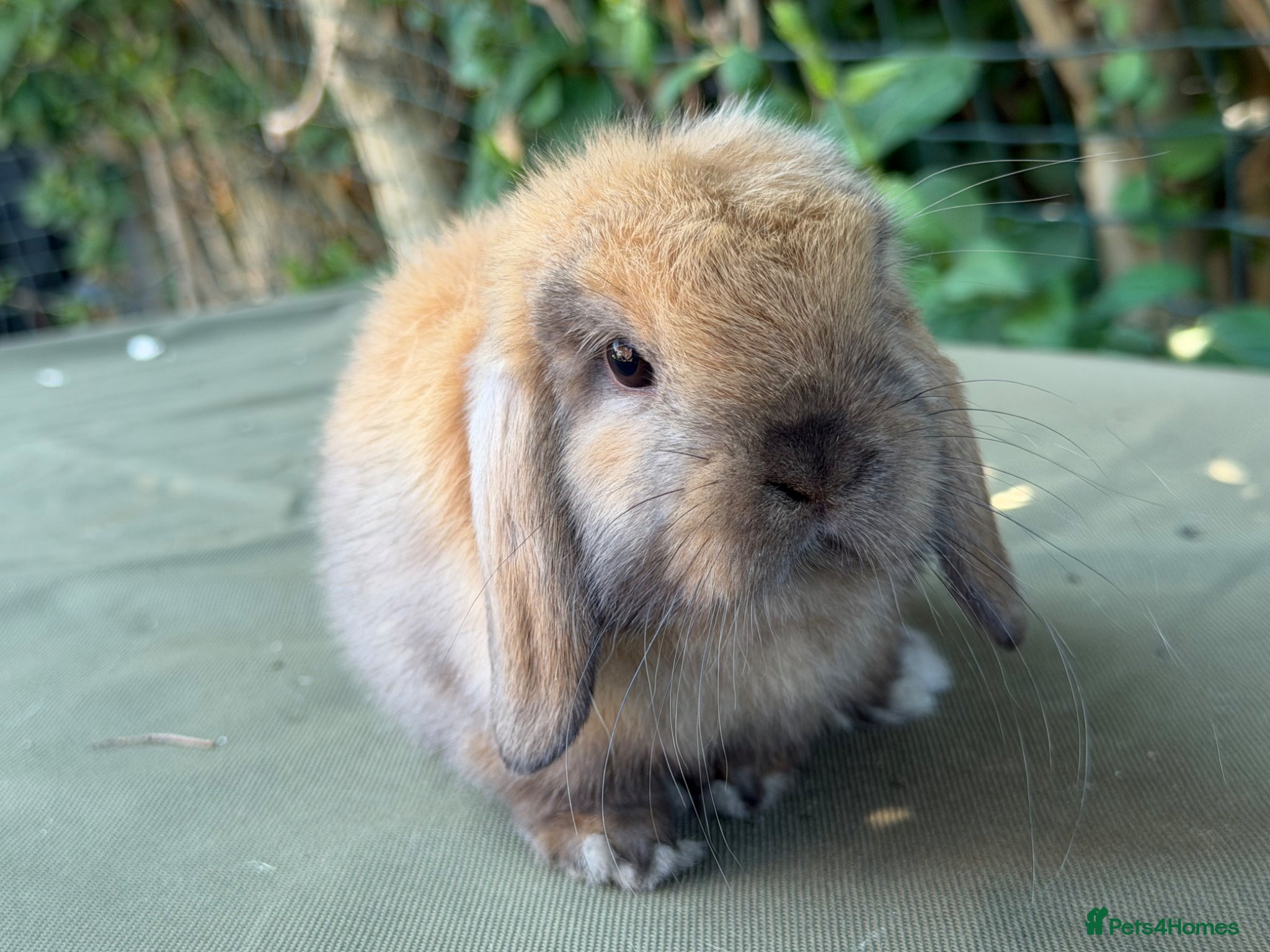 Mini Lop rabbits stunning baby girl ready now - Advert 2