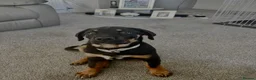 Rottweiler dogs for sale: Rottweiler Puppy  - Advert 1