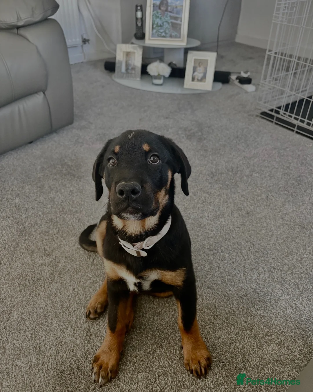 Rottweiler dogs for sale: Rottweiler Puppy  - Advert 1