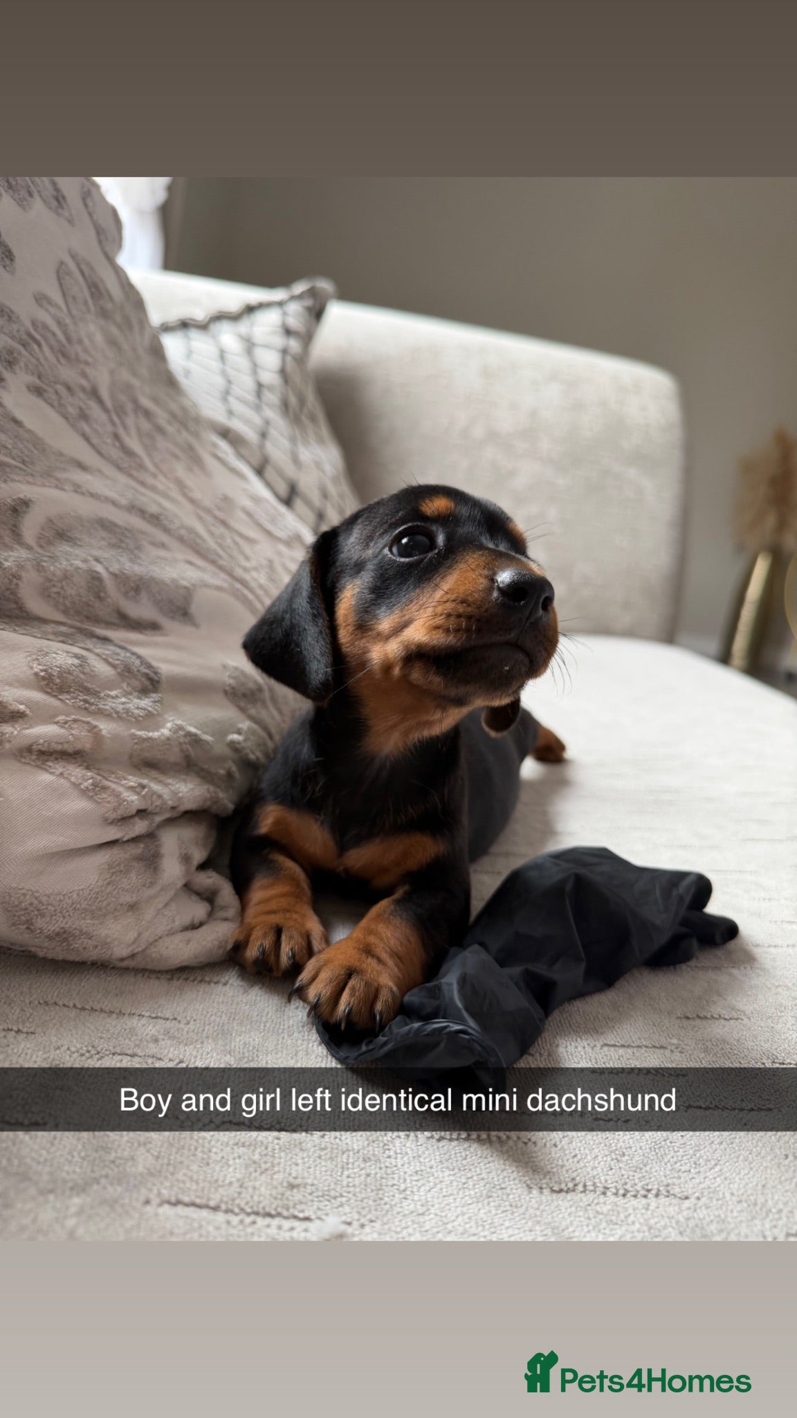 Miniature Dachshund dogs True mini dachshunds boy girl left - Advert 5