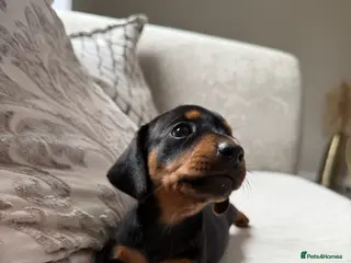 Miniature Dachshund dogs True mini dachshunds boy girl left - Advert 2