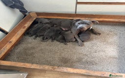 Staffordshire Bull Terrier dogs for sale: 6 x stunning blue eyed staffs puppies - Image 1