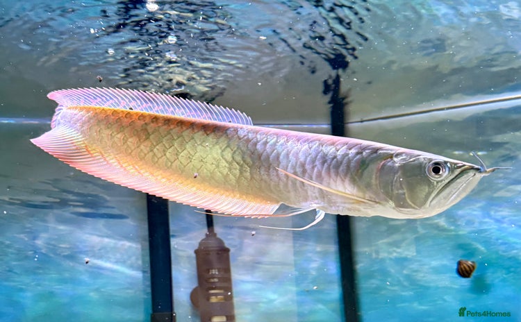 Swordtails fish - Advert 4