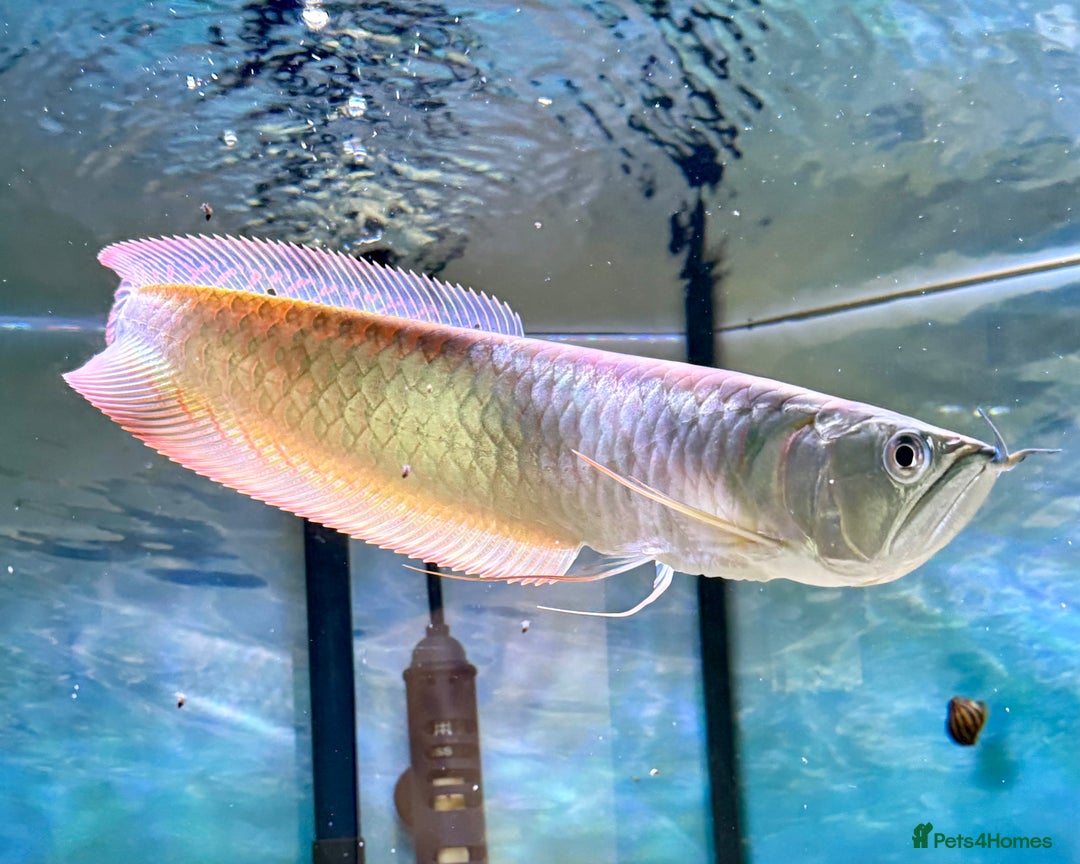 Swordtails fish for sale: Arowana 12.5 inches  - Image 1