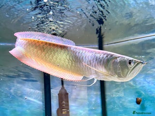 Swordtails fish - Advert 1