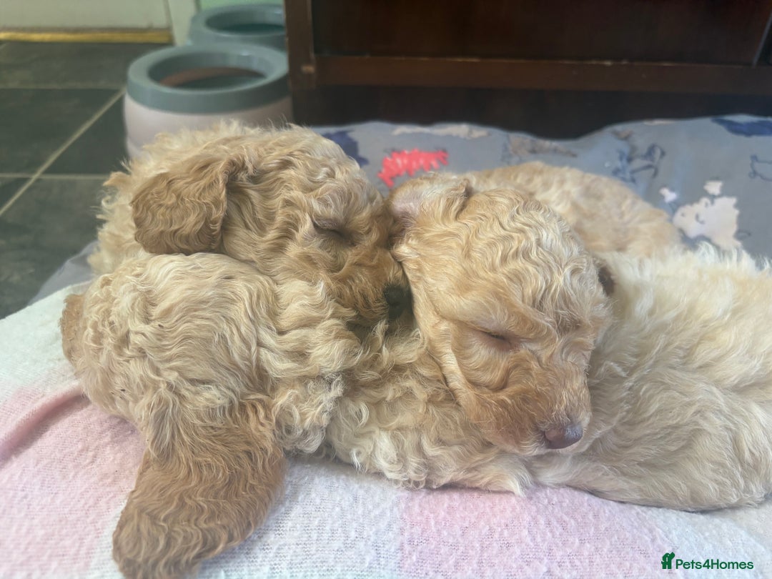 Toy Poodle dogs for sale: Stunning litter of Toy Poodles - Image 23