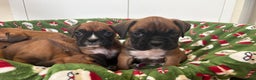 Boxer dogs for sale: Boxer puppy’s  - Advert 10