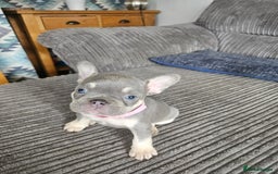 French Bulldog dogs for sale: Gorgeous frenchie pups  - Image 20