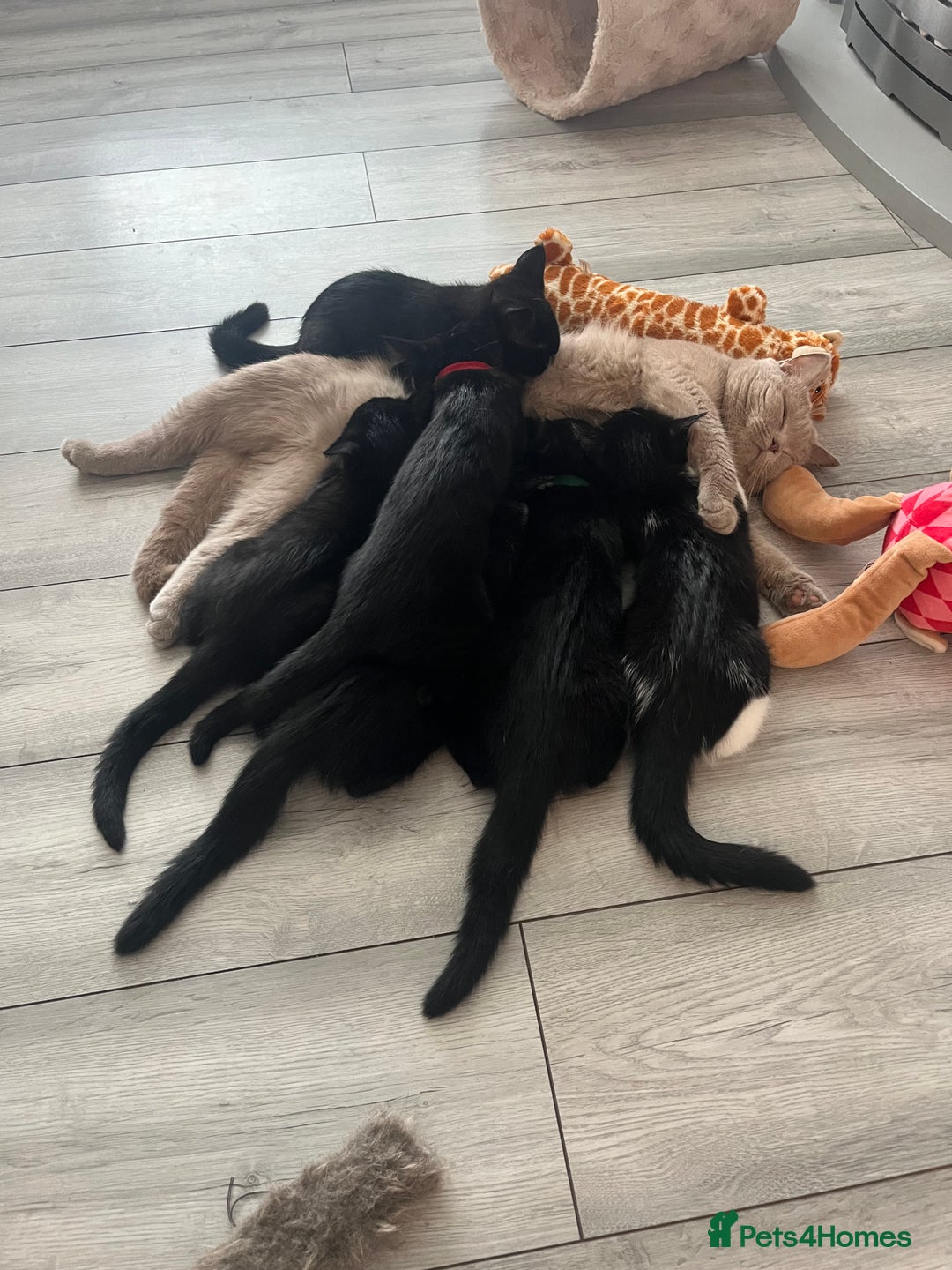 Domestic Shorthair cats for sale: Cute kittens looking for loving homes - Image 9