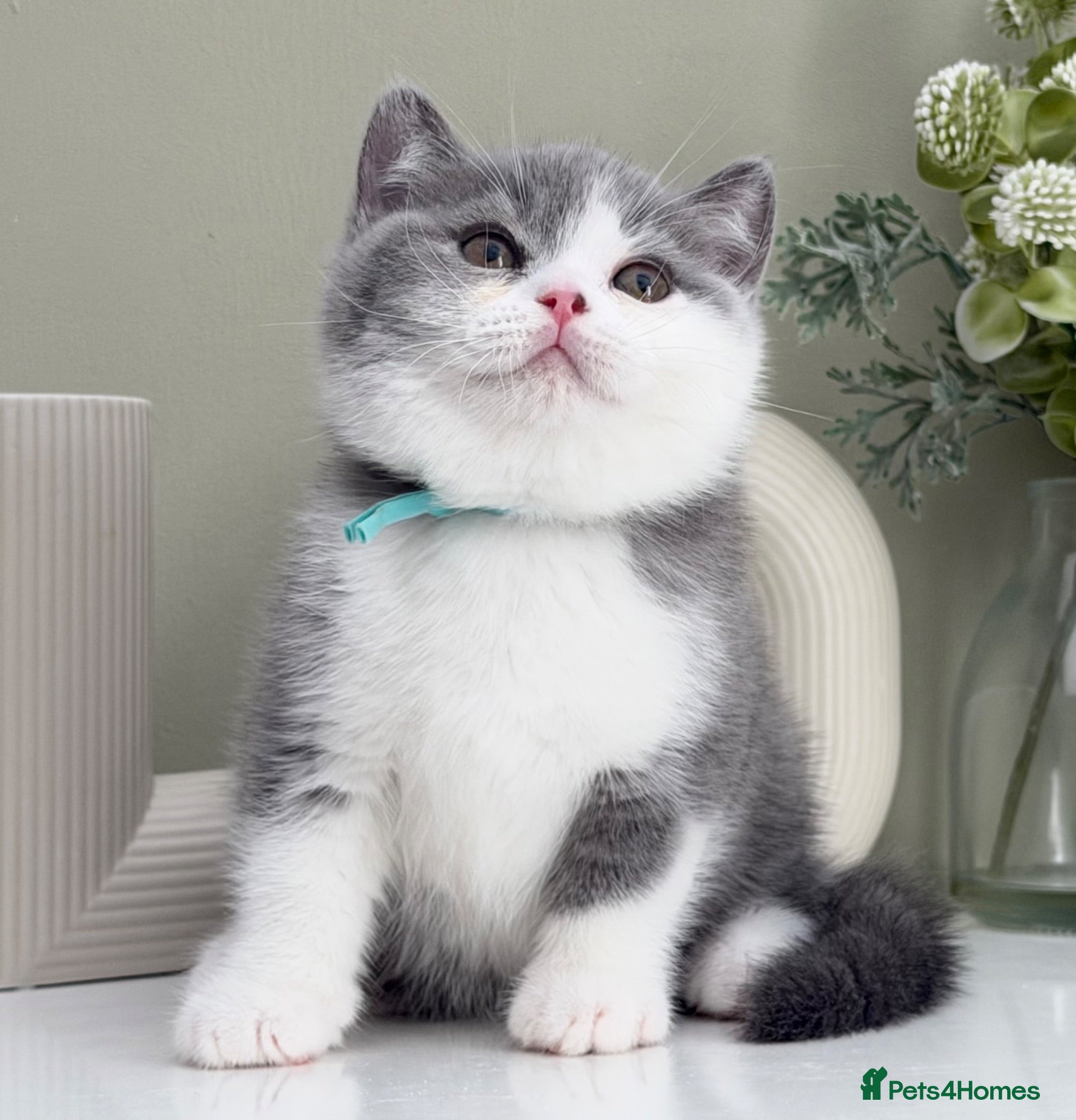 British Shorthair cats Stunning British Shorthair kittens  - Advert 15