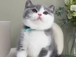 British Shorthair cats Stunning British Shorthair kittens - Advert 2
