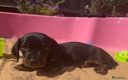 Miniature Dachshund dogs for sale: KC, PRA Clear Miniature Dachshund Puppies - Image 15