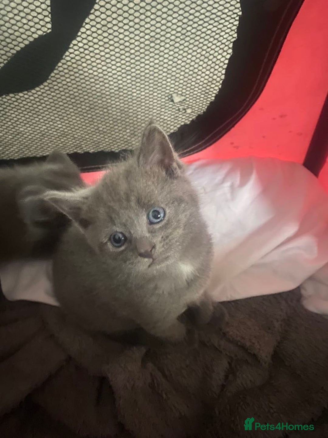Russian Blue cats for sale: Russian blue kittens  - Image 9