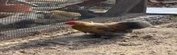 Chickens poultry for sale: Bantam cockerel in Norwich - Advert 9