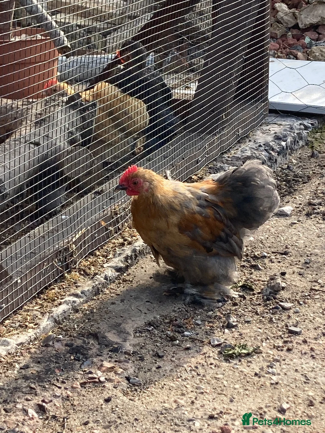 Chickens poultry for sale: Bantam cockerel in Norwich - Advert 9