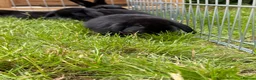 Mixed Breed rabbits for sale: Bunnies for sale  in Wadhurst - Advert 16