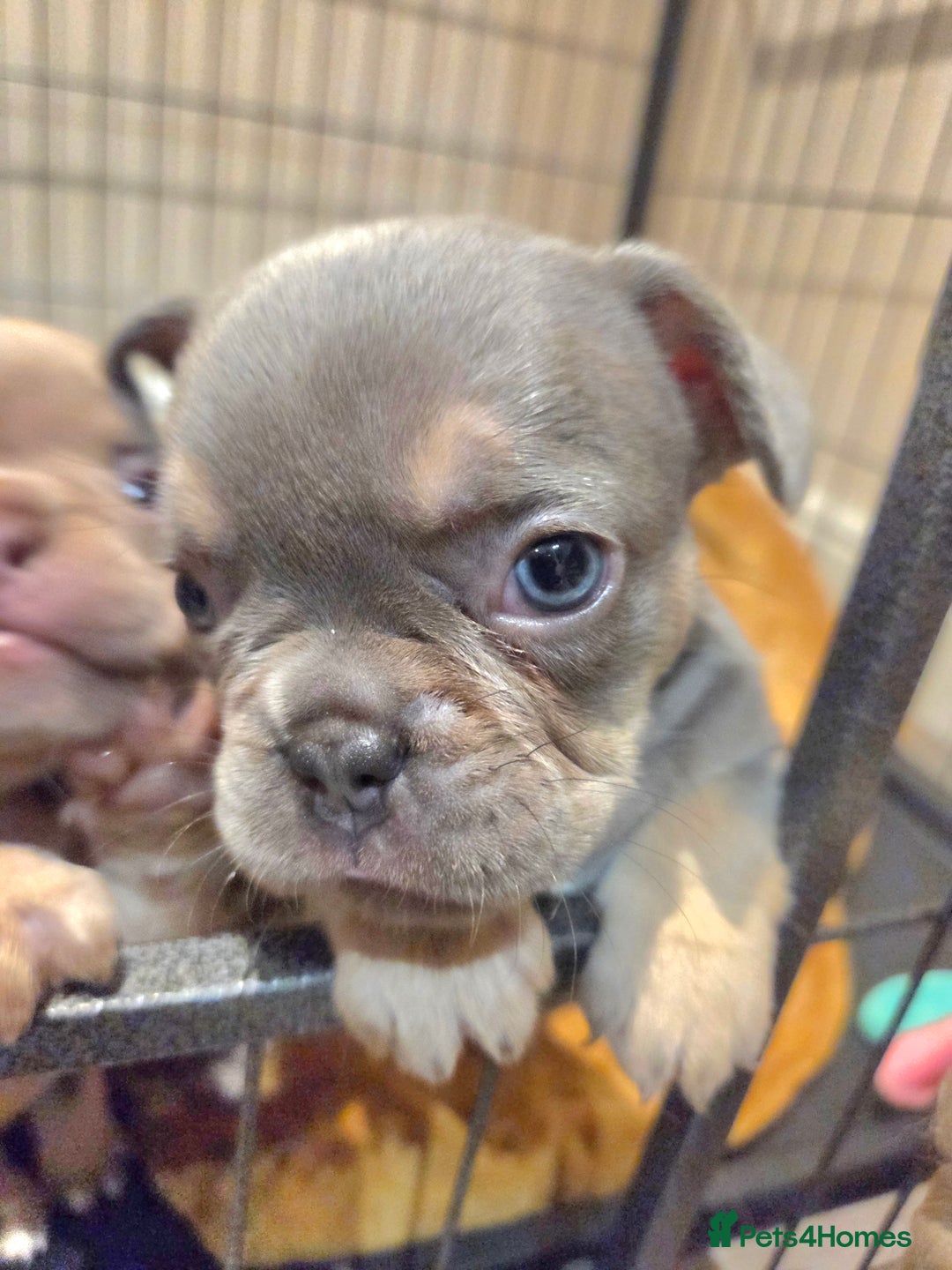 French Bulldog dogs for sale: Isabella & lilac & tan chunky frenchies - Advert 29