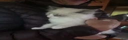 Ragdoll cats for sale: 2 Beautiful overly friendly ragdoll kittens. - Advert 1