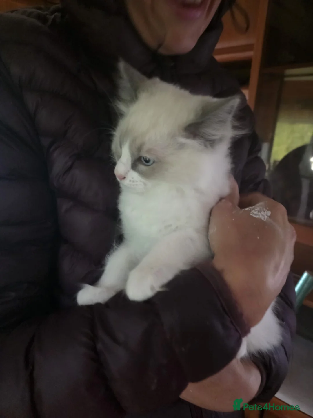 Ragdoll cats for sale: 2 Beautiful overly friendly ragdoll kittens. - Advert 1