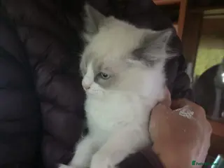 Ragdoll cats 2 Beautiful overly friendly ragdoll kittens. - Advert 18