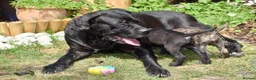 Mixed Breed dogs for sale: Stunning Cane Corso mix with Bullmastiff in Bristol - Advert 14