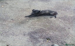 Patterjack dogs for sale: Patterjack puppies for sale - Image 1