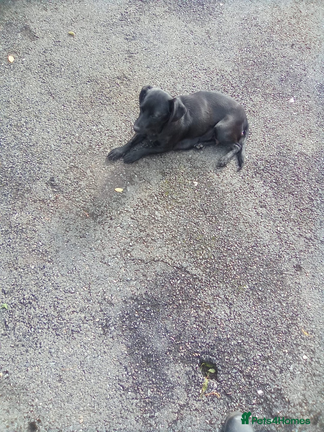 Patterjack dogs for sale: Patterjack puppies for sale - Image 1
