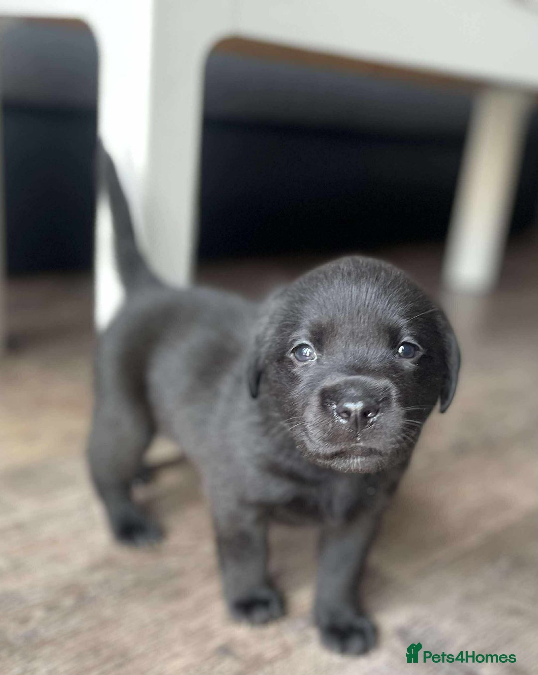 Labrador Retriever dogs for sale: Healthy Labrador Puppies Looking for Forever Homes - Advert 22