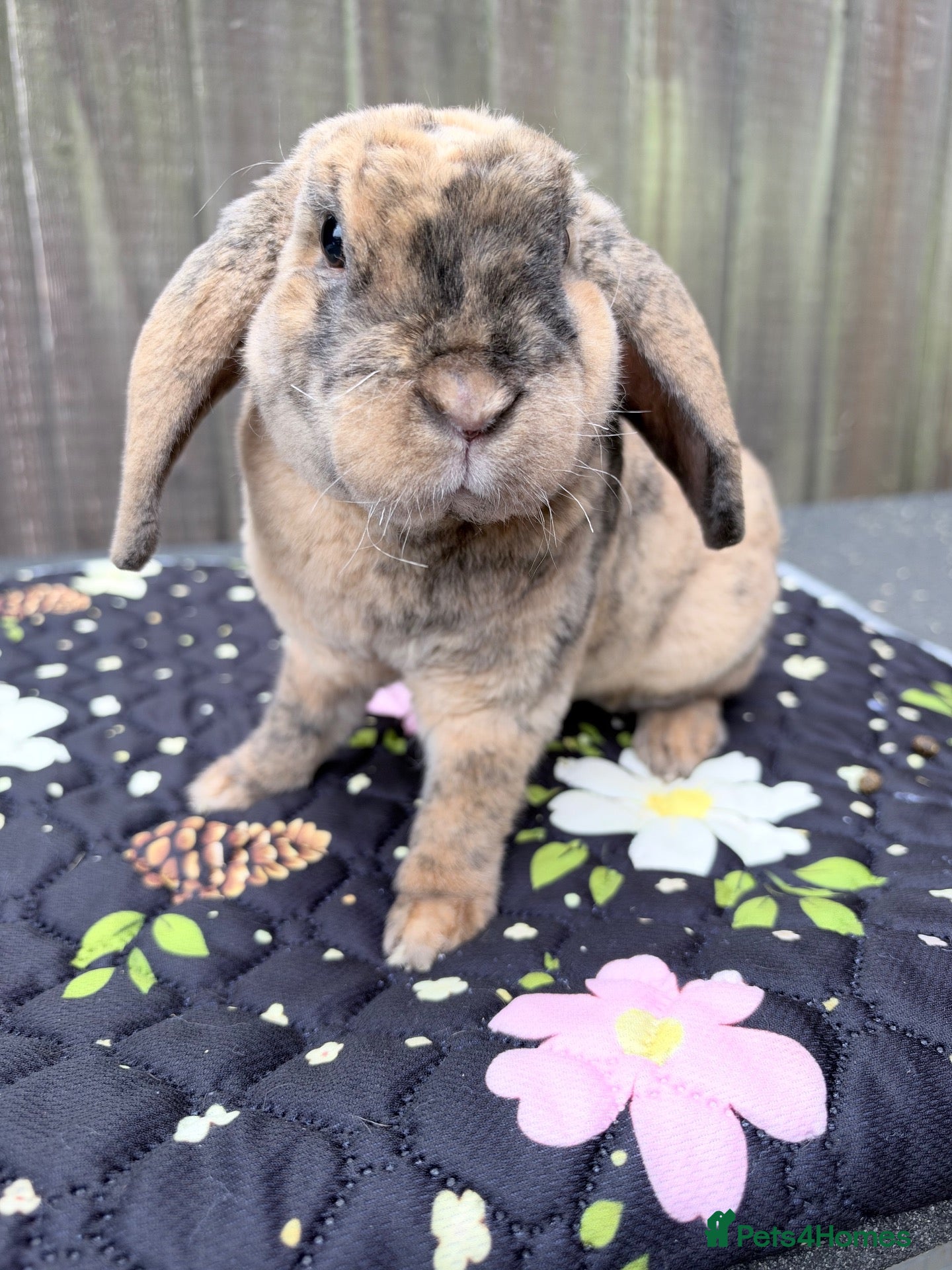Mini Lop rabbits Mini plush lop  - Advert 1
