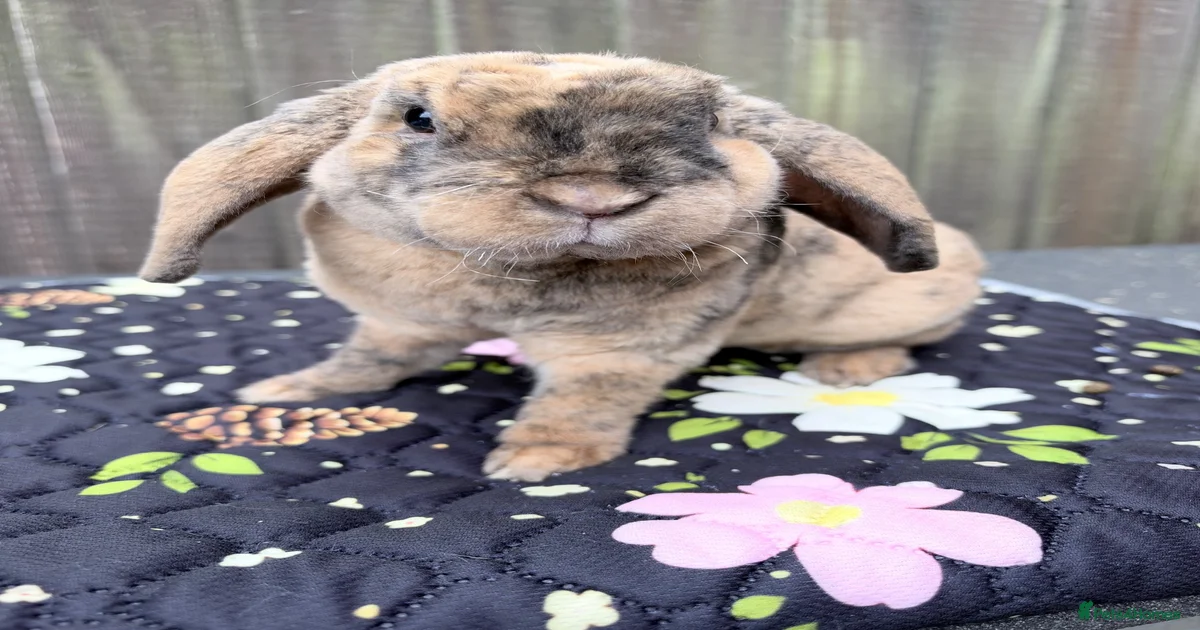 Rabbits for Sale for sale | Pets4Homes