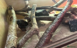 Bearded Dragon reptiles for sale: Young Bearded Dragon For Sale - Image 8