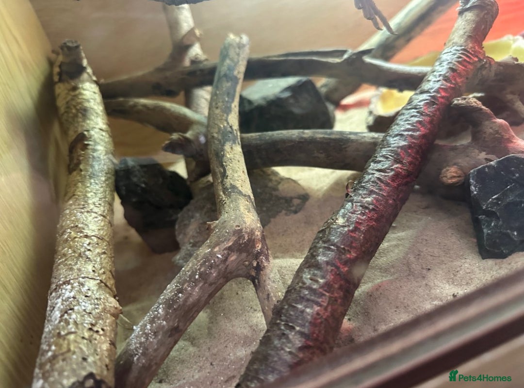 Bearded Dragon reptiles for sale: Young Bearded Dragon For Sale - Image 8