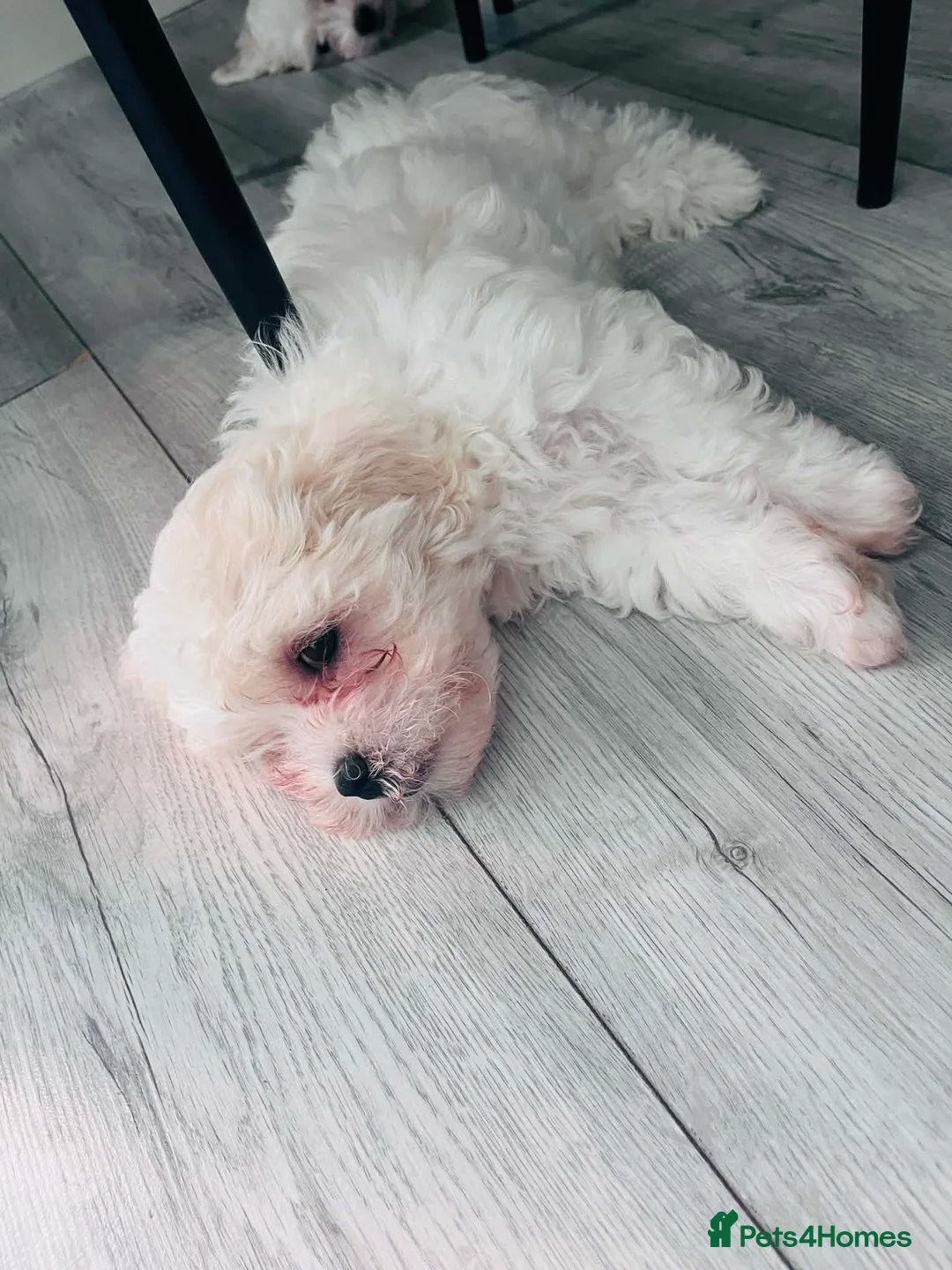 Maltese dogs for sale: Puppi  in Crewe - Advert 3