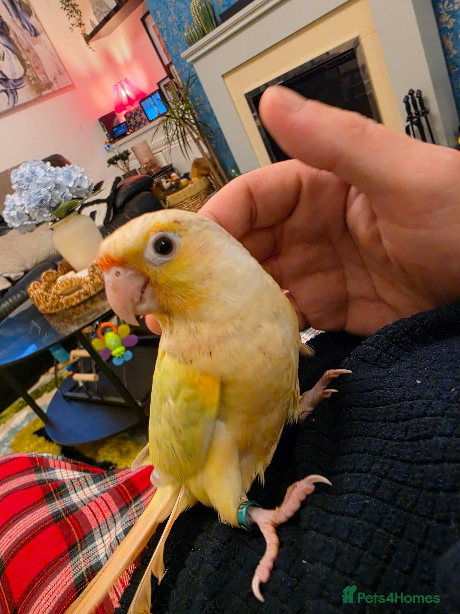 Conures birds  Last 2 Hand-reared Mooncheek Conures! - Advert 7