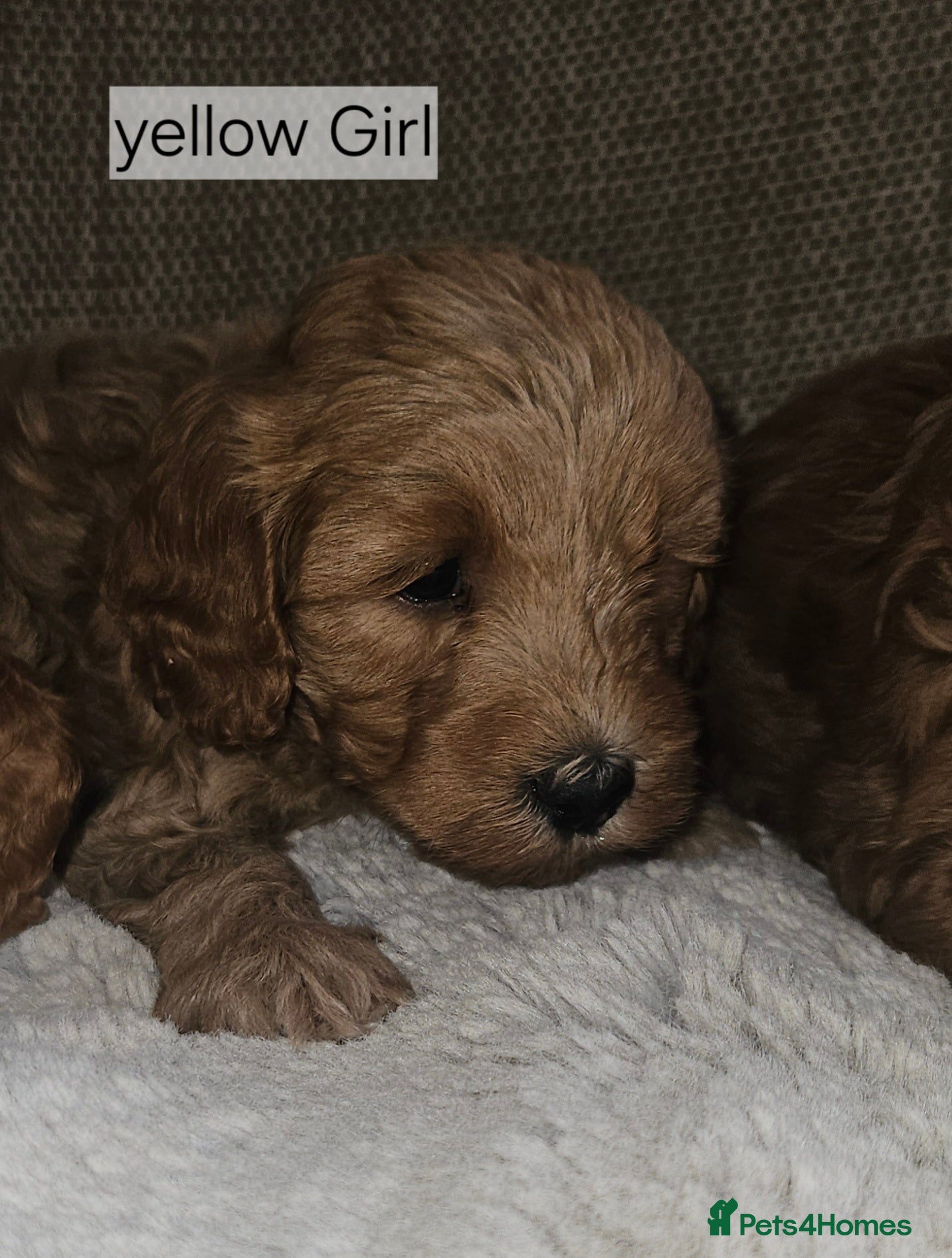 Cockapoo dogs Licenced breeder, red f1b cockapoo litter - Advert 2