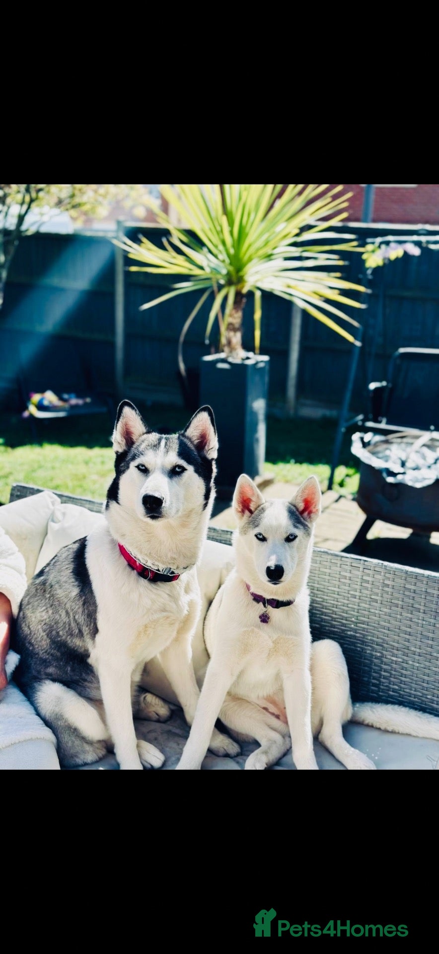 Siberian Husky dogs Loving Siberian Husky Mum & Daughter - Advert 15