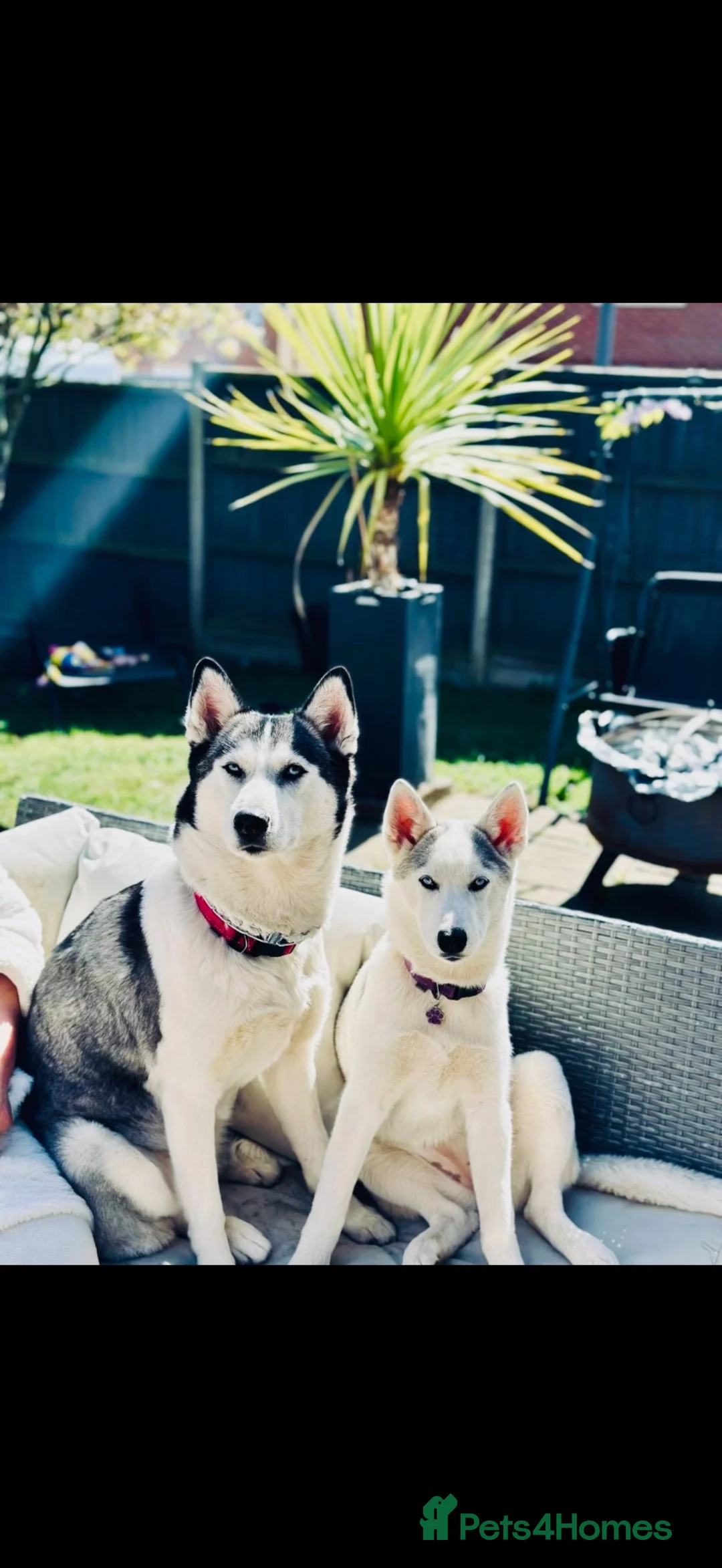 Siberian Husky dogs for sale: Siberian Huskies- Mum 4years & Daughter 10monts  - Advert 1