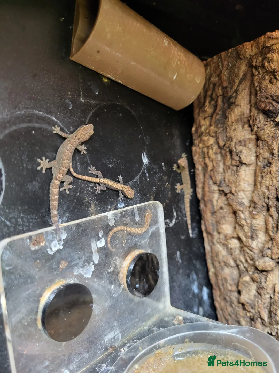 Gecko reptiles for sale: Mourning gekos  in Loughborough - Advert 1