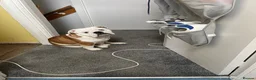 English Bulldog dogs for sale: Duke  - Advert 2