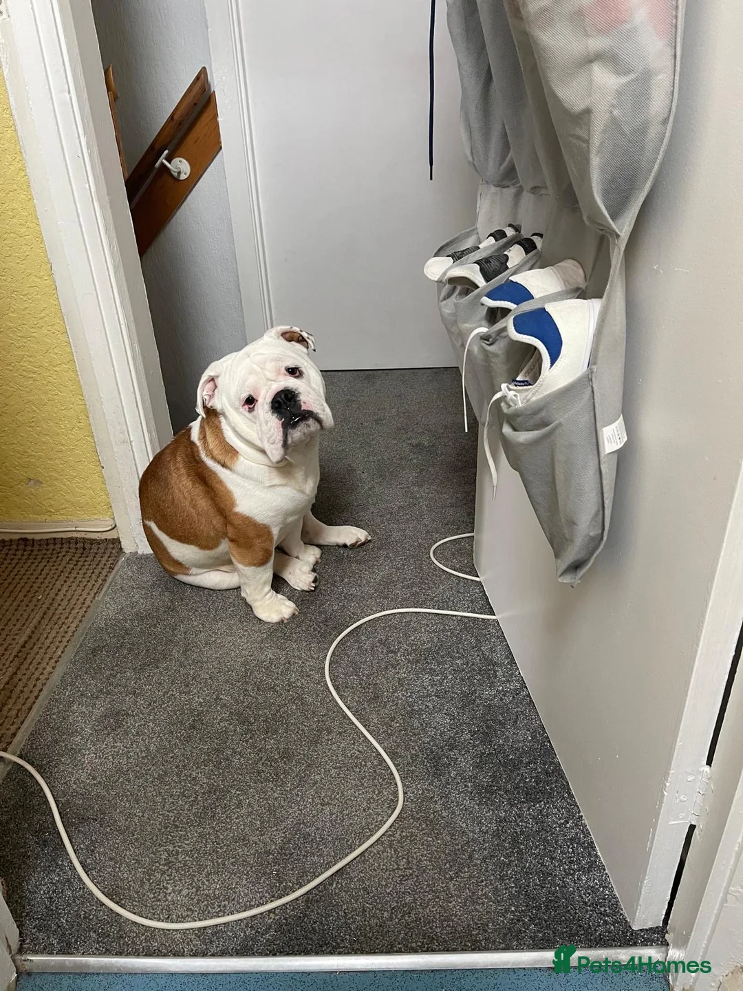 English Bulldog dogs for sale: Duke  - Advert 2