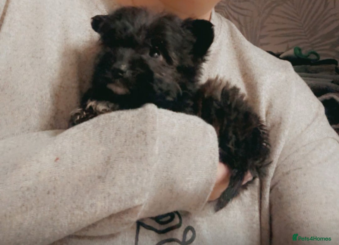 Jackapoo dogs for sale: 2 beautiful jackpoo  - Advert 1